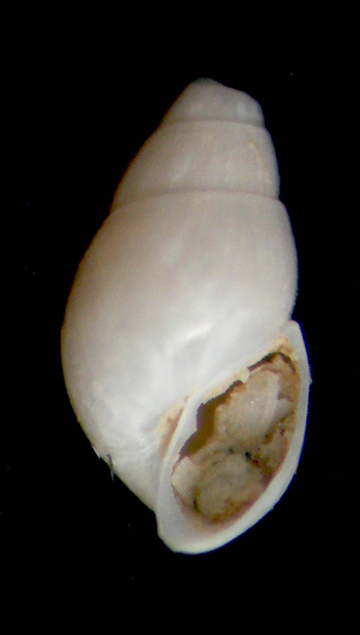 odostomia